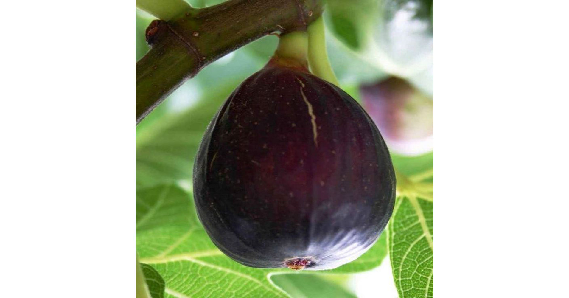 Fico "Brogiotto Nero" &raquo; Vendita Piante Online