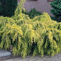 Cedrus deodara Golden Horizon - Cédrus himalájai arany