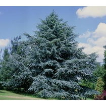 Cedrus atlantica Glauca - Kék atlasz cédrus