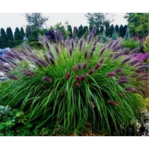 Pennisetum alopecuroides Black Beauty - Lámpatisztítófű 