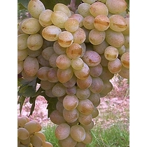 Belgrádi magvatlan Csemege szőlő