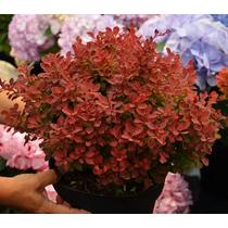 Berberis thunbergii Ruby star- Ruby star borbolya