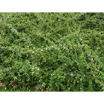 Cotoneaster dammeri ’Skogholm’-Kúszó madárbirs