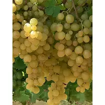 Kozma Pálné muskotály Csemege szőlő