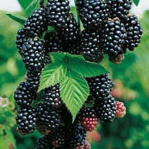 Rubus fruticosus 'Black Satin' - Szeder