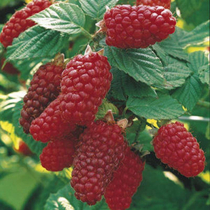 Rubus tayberry 'Buckingham' - Szedermálna