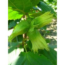 Corylus avellana ’Nottingham’ - Mogyoró