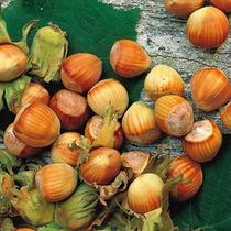 Corylus avellana ’Cosford’ Mogyoró