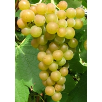 Favorit Csemege szőlő