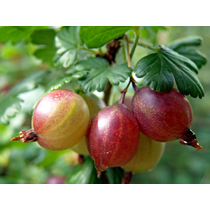 Ribes uva-crispa Achilles - Piros köszméte Achilles /Konténeres/