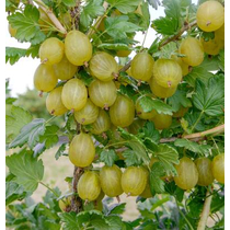 Ribes uva-crispa Invicta - Zöld köszméte Invicta