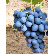 Moldova Csemege szőlő