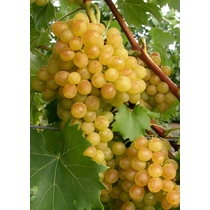 Palatina - Augusztusi muskotály Csemege szőlő