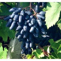 Suvenir Csemege szőlő