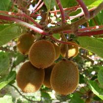 Actinidia 'Jenny'- Kivi Jenny öntermékeny