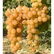 Afuz Ali Csemege szőlő