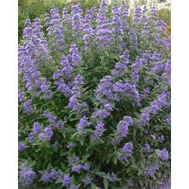 Caryopteris clandonensis 'Heavenly Blue' - Kékszakál