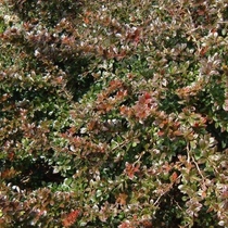 Berberis thunbergii Parkjuweel- Ékszer borbolya