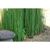 Equisetum japonicum – Japán zsurló 
