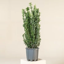 Euonymus japonicus Benkomasaki - Oszlopos japán kecskerágó