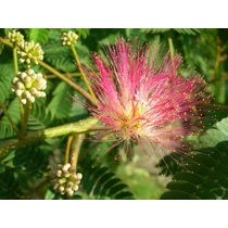 Albizia julibrissin - Selyemakác