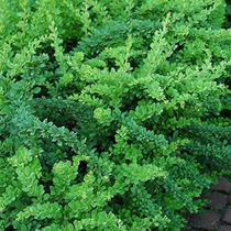 Berberis thunbergii Green carpet- Terülő borbolya