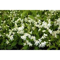 Deutzia crenata Nikko – Törpe gyöngyvirágcserje 