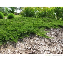 Juniperus Prince of Wales - zöld terülő boróka