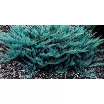 Juniperus Blue chip - kék terülő boróka