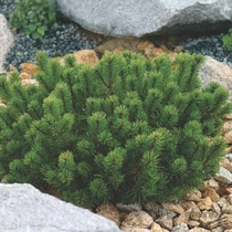 Pinus mugo - Havasi törpefenyő