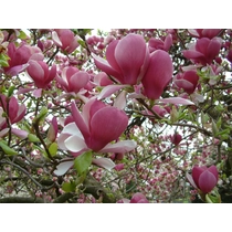 Magnolia x soulangeana 'Rustica Rubra' – Nagyvirágú liliomfa