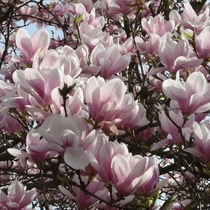 Magnolia soulangiana / Nagyvirágú Liliomfa