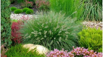 Díszfüvekről röviden