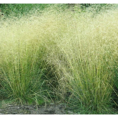 Deschampsia cespitosa ‘Goldtau’ – gyepes sédbúza