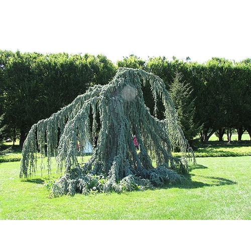 Cedrus atlantica Glauca Pendula - Csüngő atlasz cédrus
