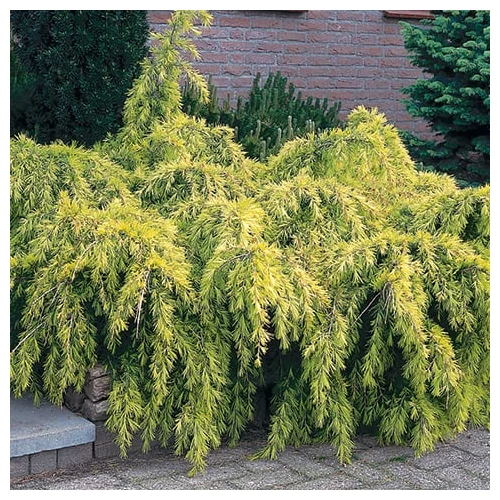Cedrus deodara Golden Horizon - Cédrus himalájai arany