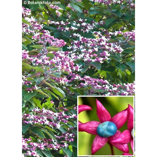 Clerodendrum trichotomum 'Fargesii' – végzetfa 