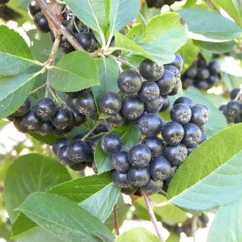 Aronia melanocarpa 'Viking' - Fekete berkenye