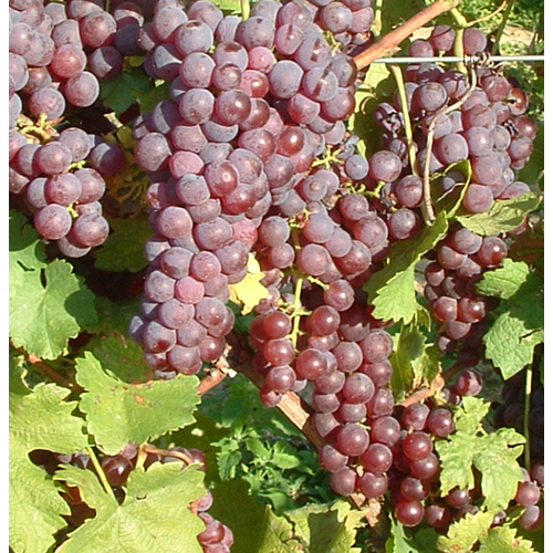 Piros Chasseles Csemege szőlő