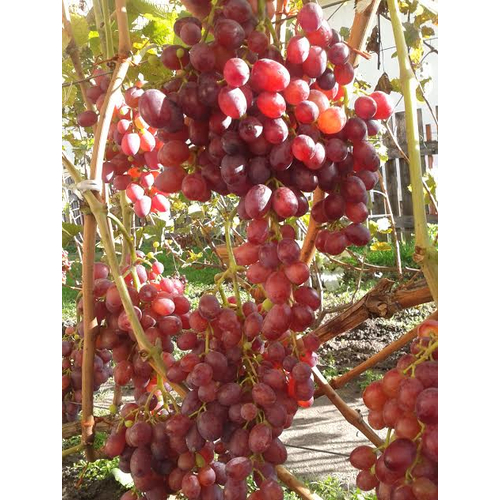 Crimson seedlees magnélküli Csemege szőlő