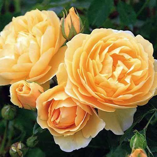 Graham Thomas angol rózsa