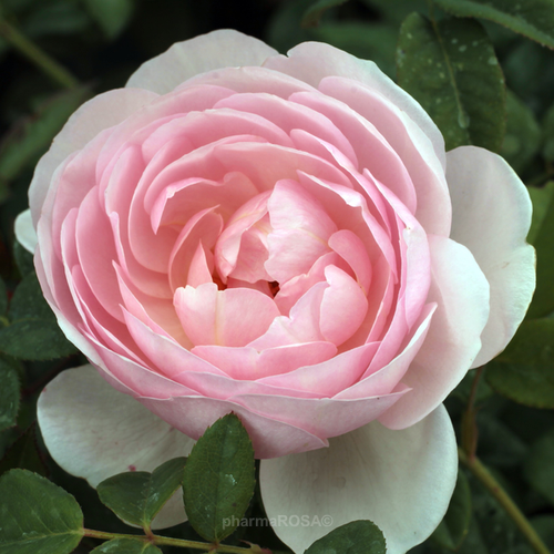 Heritage angol rózsa