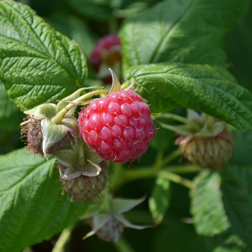 Rubus ideus 'Meeker' - Málna