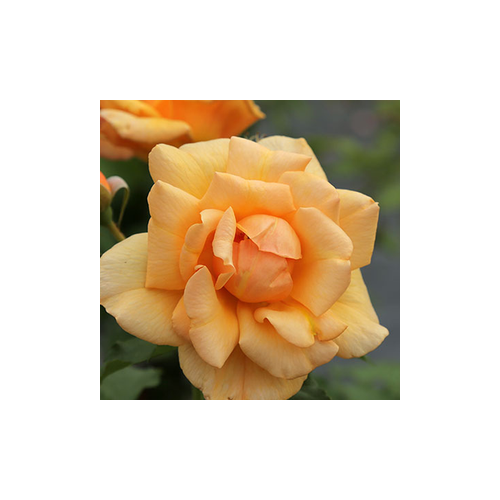 Othello angol rózsa