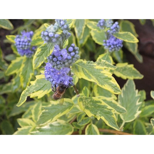 Caryopteris clandonensis ‘Summer Sorbet’ – Tarka levelű kékszakáll