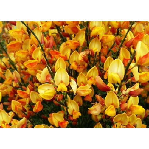 Cytisus scoparius apricot gem - Zanót narancs-rózsaszín