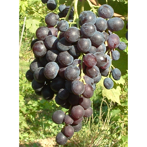 Hamburgi muskotály Csemege szőlő