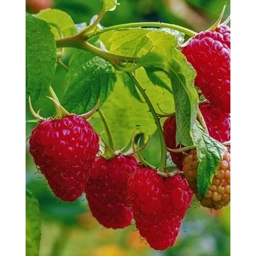 Rubus ideus 'Heritage' - Málna