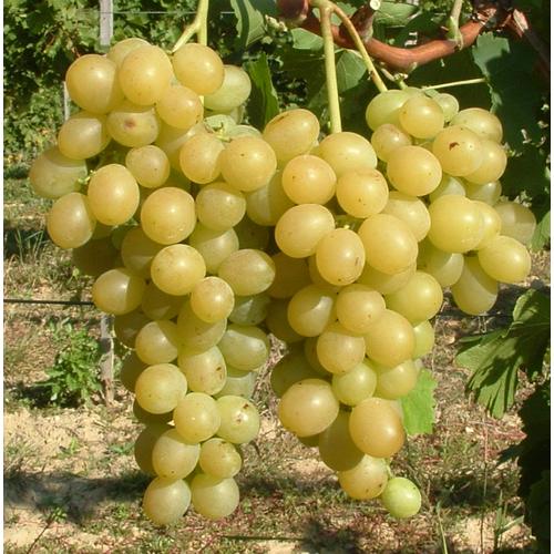 Itália Csemege szőlő