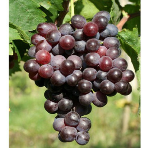 Kismis Moldavszkij magnélküli Csemege szőlő